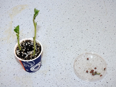 Uğur böceği çiftçinin yüzünü güldürecek