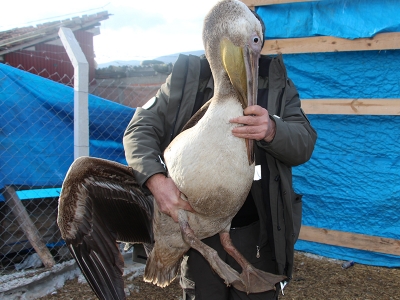 Uçmaktan yorulan pelikan bahçeye indi