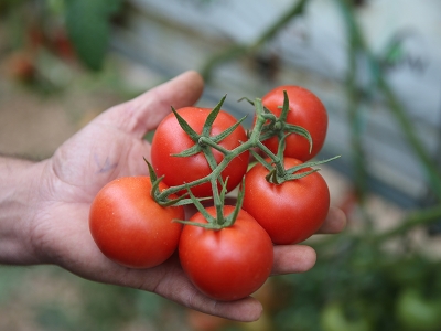 Şanlıurfa’da domates üreticileri aralık ayını bekliyor