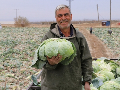Lahana üreticinin yüzünü güldürüyor