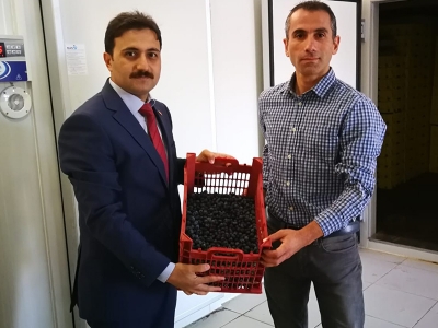 Hayallerinin peşinden koştu; yaban mersini üretti