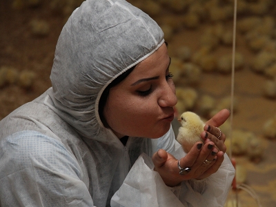 Eski sigortacı kadın girişimci milyonluk tavuk tesisi kurdu