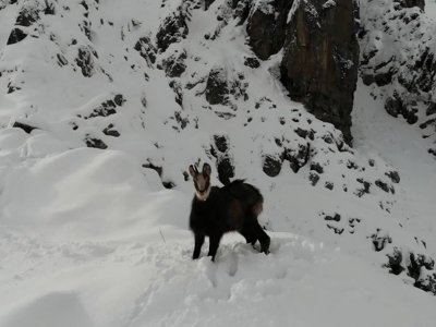 Nadir görülen çengel boynuzlu dağ keçisi drone ile görüntülendi