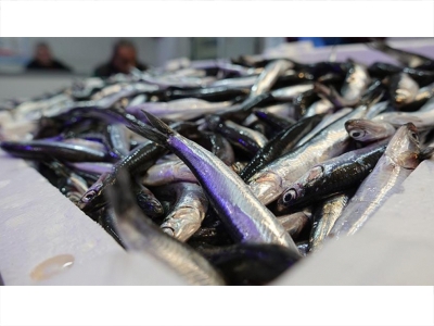 Hamsi balıkçıların yüzünü güldürüyor