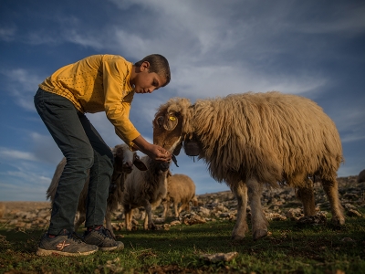Besiciler erken gelen yağışla umutlandı