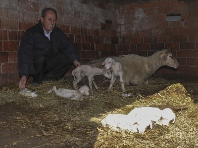 Tek batında 6 kuzu doğurdu