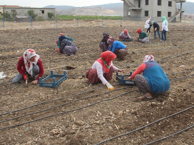 Dondurmanın başkentinde salep üretimi