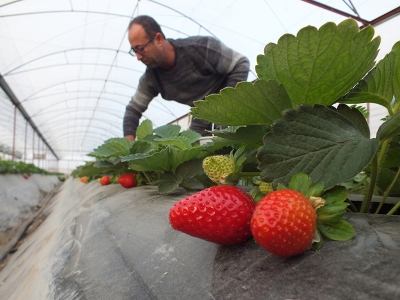 Mersin'de yılın ilk çilek hasadı başladı