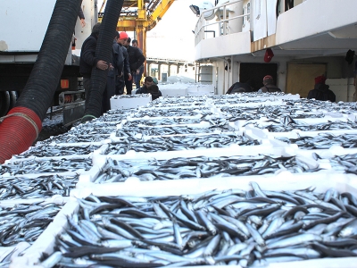 Hamsi yüzleri güldürüyor