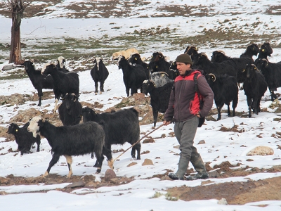 Keçilerin kar tatili bitti