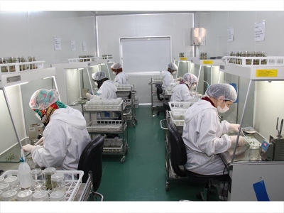 Konya Şeker yerli ve milli patates tohumu ile verimi artırdı