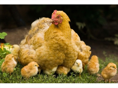 Tavuk eti ve yumurta üretimi arttı