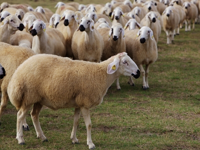 Küçükbaş hayvan sayısı artıyor
