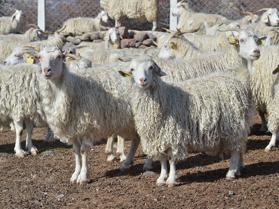 Çiftçiler başvurularını daha kolay yapacak
