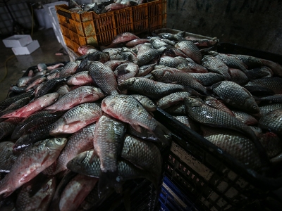 Manyas'tan çıkıyor Irak ve Suriye'de tüketiliyor