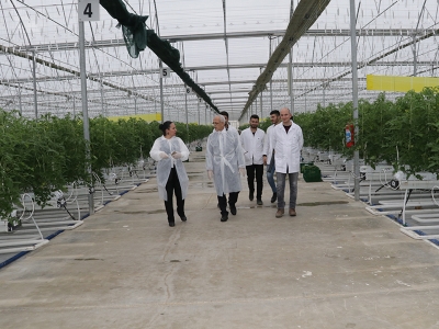 Bu seralar jeotermal suyla ısınıyor