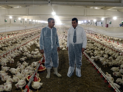 Emekli asker tavuk üreticisi oldu