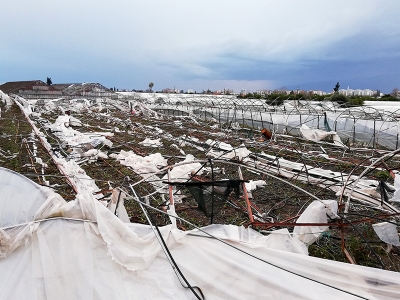 TARSİM’den 5 milyar lira hasar tazminatı…