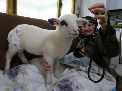 Aç kalan kuzuyu eve aldılar
