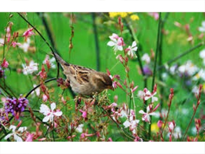 Baharı müjdeleyen cemreler düşmeye başladı
