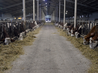 Bakanlıktan aldığı teşvikle kurduğu tesiste günde 4 ton süt üretiliyor