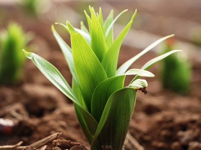 Şanlıurfa Hollanda’ya kafa tutacak