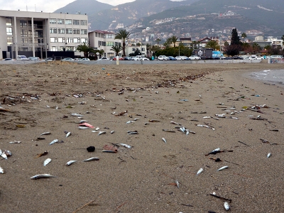 Antalya’da kıyıya vuran balıklar araştırılıyor