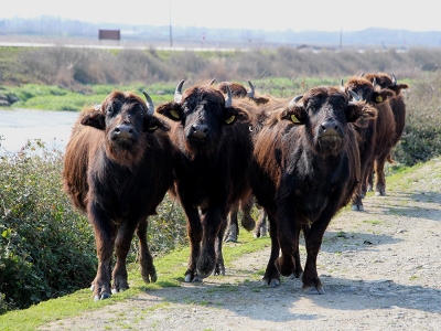 Manda sayısı 3 binden 10 bine çıktı