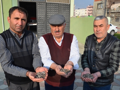 Aksaray’da ‘Kırkağaç ay çekirdeği’ yetişecek