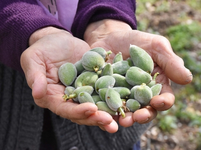 Badem sezonu erken açıldı