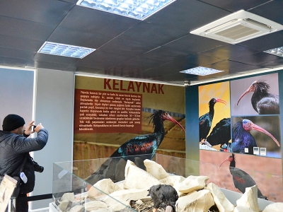 Güneydoğu’nun nesli tehlikedeki hayvanları tanıtılacak