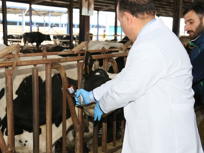 Bursa’da şap aşılama kampanyası başladı