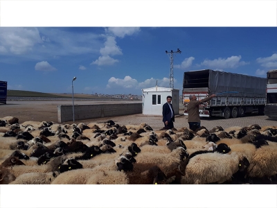 Van’dan Katar’a küçükbaş hayvan ihracatı