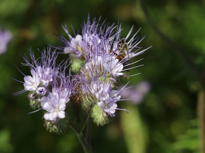 Arı ölümlerine çare Adana’dan geldi