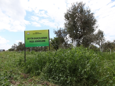 Zeytin bahçelerinde yeşil gübreleme