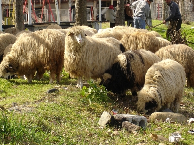 Genç Çiftçi Projesi için koyun alımı yapılacak