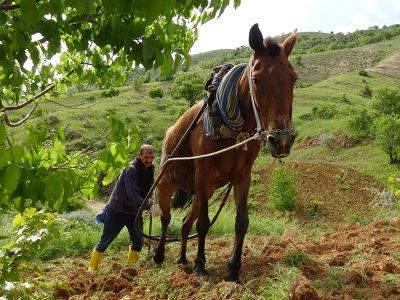 Çiftçilerin zorlu ramazan mesaisi