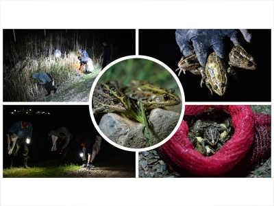 Yeşil kurbağaların ihracat yolculuğu başladı!