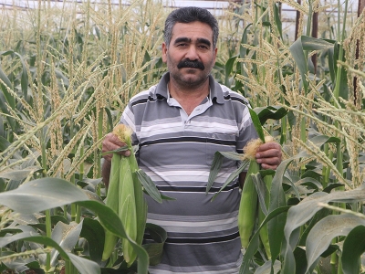 Antalyalı çiftçi serasında ezber bozdu