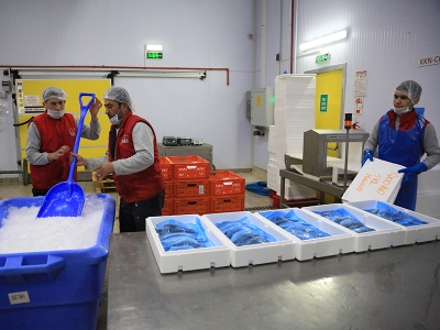 70 ülkeye balık Muğla’dan