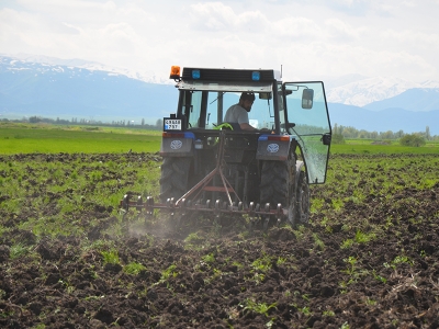 Bereketli topraklara şeker pancarı ekildi