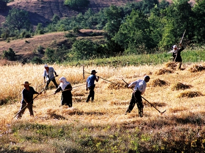 TMO fiyatları hasat öncesi belirleyecek