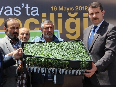 Sivas'ta sebze fidesi dağıtıldı