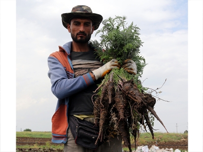 Bu havuçların alıcısı hazır