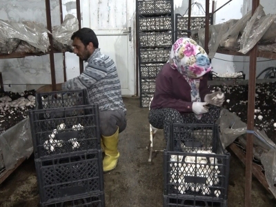 Hibe ile tesis kurdu, 220 ton üretime ulaştı