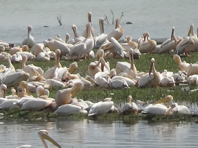 Boğazköy Barajı’nın büyüleyici misafirleri