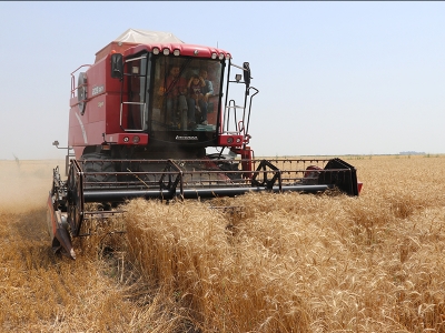 Adana’da biçerdöverlerin mesaisi başladı