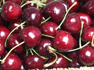 Dalbastı’da ‘kiraz sineği’ riski!