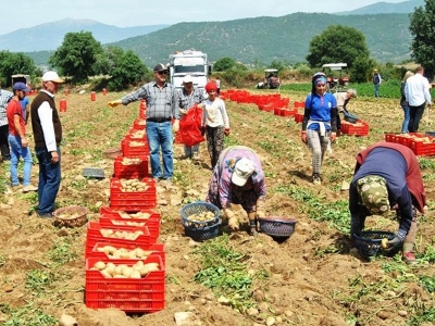 Hasat başladı, patates fiyatı geriledi