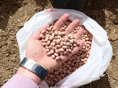 Yerli fasulyede deneme ekimi yapıldı